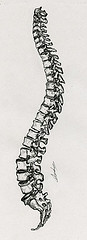Illustration scientifique ostéologie de la colonne vertébrale
