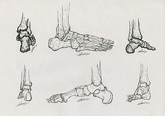 Illustration scientifique os de pieds