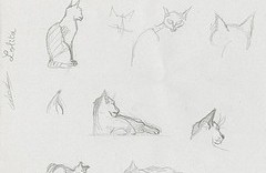 6 esquisses animalières de chat au crayon
