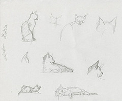 6 esquisses animalières de chat au crayon