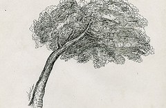 Un arbre illustré à partir d'une illustration de Le-Lorrain