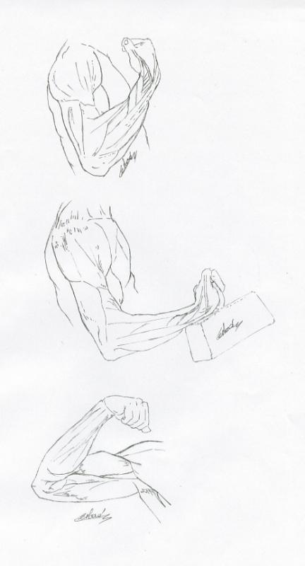 Illustration bras muscles