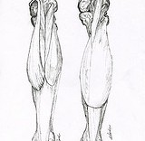 Anatomie illustration scientifique : les muscles du genou