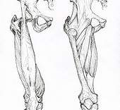 Illustration scientifique myologie anatomie des muscles des jambes