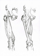 Illustration scientifique myologie anatomie des muscles des jambes