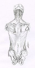 Anatomie illustration scientifique les muscles du dos 2