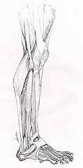 Illustration scientifique muscles et os de la jambe