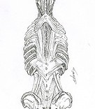 Anatomie illustration scientifique des muscles du dos
