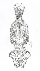 Anatomie illustration scientifique des muscles du dos
