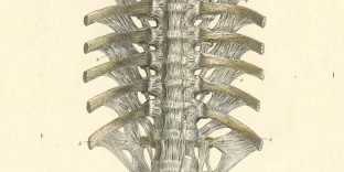 Atlas of Human Anatomy. Livre d'anatomie du squelette humain