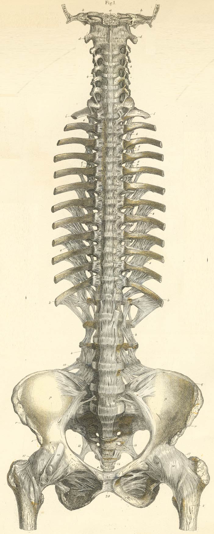 Atlas of Human Anatomy. Livre d'anatomie du squelette humain