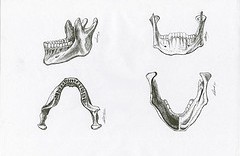 4 illustrations scientifique d'anatomie la mâchoire