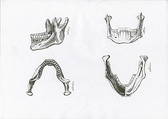 4 illustrations scientifique d'anatomie la mâchoire