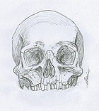 Illustration d'anatomie ostéologie crâne humain sans la mâchoire