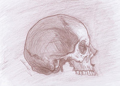 dessin de crâne d'homme européen