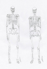 Illustration d'anatomie squelette de femme et squelette d'homme