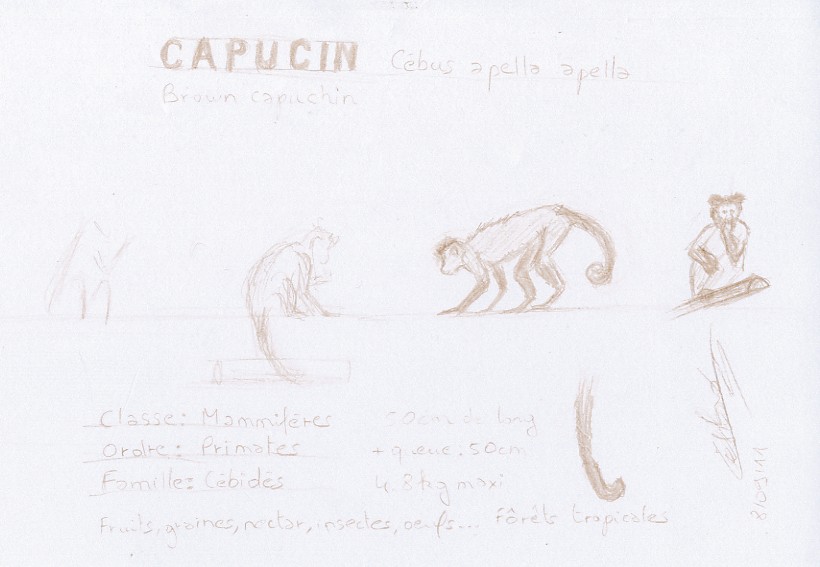 Dessin esquisse au crayon croquis de singe Capucin. Ménagerie, Museum National d'Histoire Naturel de Paris