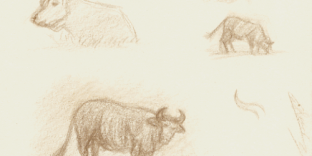 Croquis animalier études de vaches et taureau. Dessin au crayon © Fabien Lesbordes Artiste Vectanim 2011.
