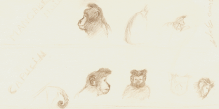 Etudes croquis de singe Capucin et étude de singe Mangabey noir. Dessins au crayon © Fabien Lesbordes