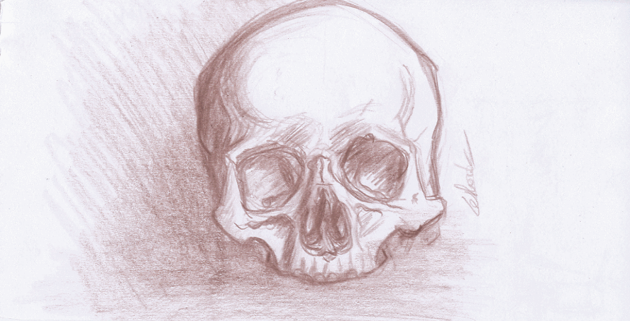 Dessin au crayon étude de crâne humain Artiste 2011