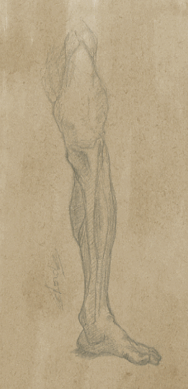 Etude anatomie des muscles de la jambe dessinateur Vectanim 2011. Paris, France