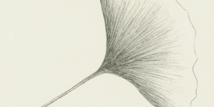 Illustration botanique feuille de Ginko biloba illustration au feutre rotring © Fabien Lesbordes illustrateur Vectanim 2011