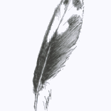 Illustration de plume de pic © Fabien Lesbordes illustrateur Vectanim 2011