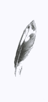 Illustration de plume de pic illustrateur Vectanim 2011