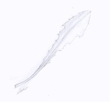 Feuille de pissenlit dessinée au crayon dessinateur Vectanim 2011