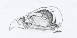 Crâne d'hirondelle au feutre rotring © Fabien Lesbordes illustrateur Vectanim 2011