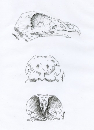 3 illustrations scientifiques de crâne d'hirondelle illustrateur