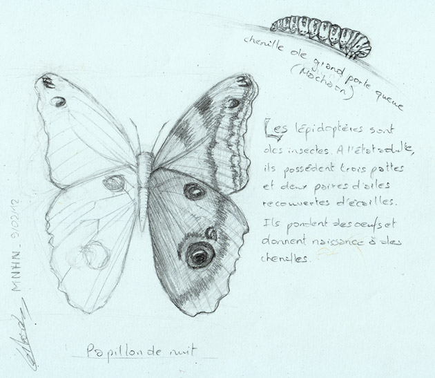 Apprendre dessiner papillon