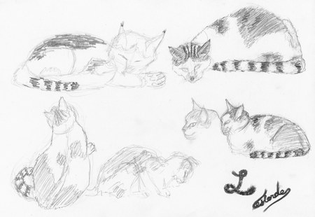 Six croquis de chat Lolita dessinateur
