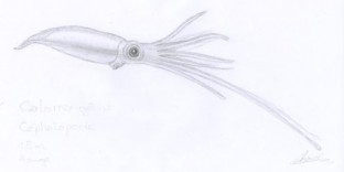 Dessin de calamar géant © Fabien Lesbordes dessinateur