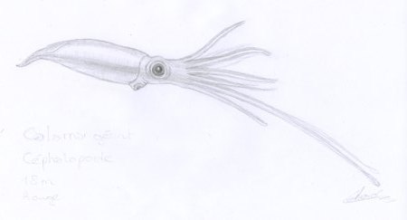 Dessin de calamar géant dessinateur animalier