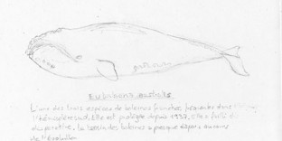 Croquis de baleine australis © Fabien Lesbordes dessinateur animalier