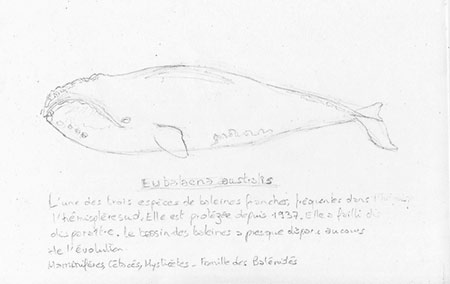 Croquis de baleine australis dessinateur animalier