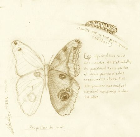 Croquis de papillon avec chenille dessinateur