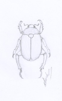 Dessin animalier au crayon de coléoptere dessinateur animalier