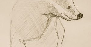Croquis animalier de blaireau au crayon à papier © Fabien Lesbordes dessinateur animalier