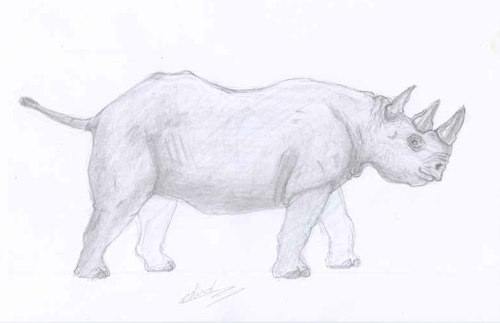 Croquis de Rhinocéros à deux cornes dessiné au crayon à papier