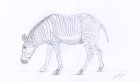 Croquis animalier de zèbre dessiné au crayon dessinateur animalier