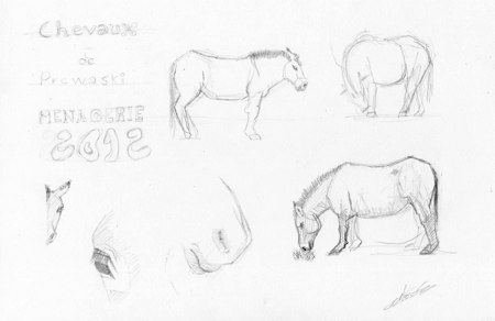 Six croquis de cheval de Prjewalskii dessin au crayon à papier