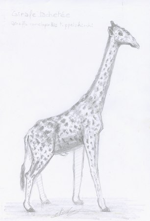 Croquis animalier de girafe tachetée esquissé au crayon