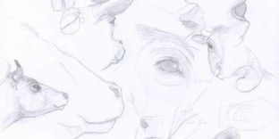 14 croquis de vache Tarentaise dessins crayonnés