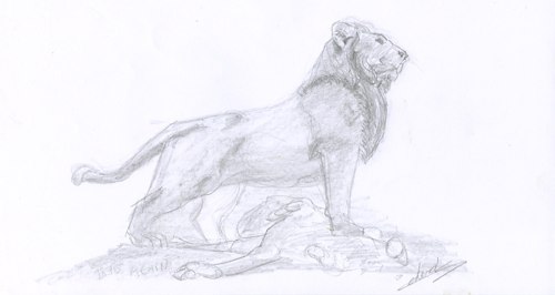 Dessin animalier le Lion et l'autruche dessinés au crayon