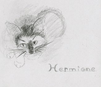 1 croquis chaton vue contre-plongée dessiné au crayon à papier