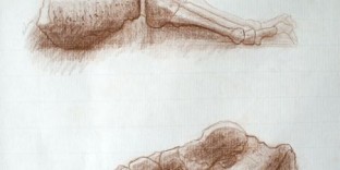 2 dessins d'os du pieds exécutés au crayon brun sur papier Ingres