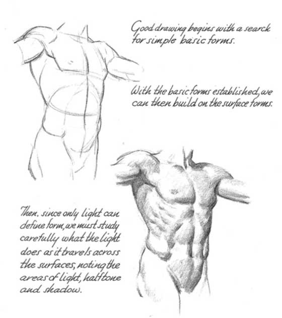 Loomis-andrew muscles apprendre dessiner