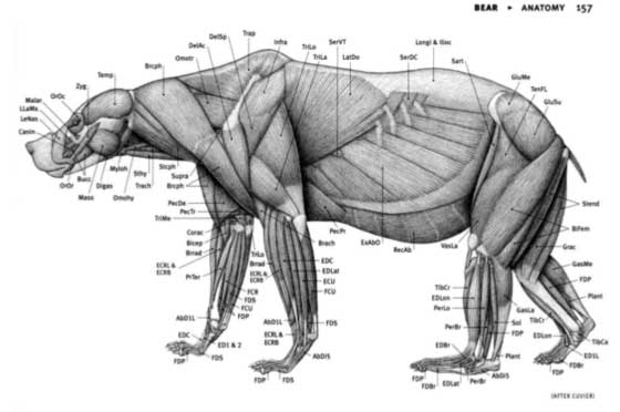 Anatomie animale illustration d'ours